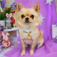 【山手店】2020年4月4日のワンちゃん達♪