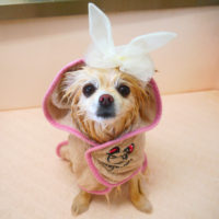 【山手店】2020年4月5日のワンちゃん達♪