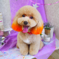 【山手店】2020年4月6日のワンちゃん達♪