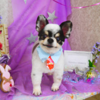 【山手店】2020年4月9日のワンちゃん達♪