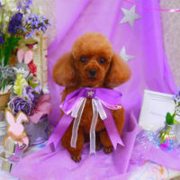 【山手店】2020年4月10日のワンちゃん達♪