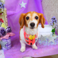 【山手店】2020年4月11日のワンちゃん達♪