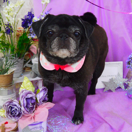 【山手店】2020年4月12日のワンちゃん達♪