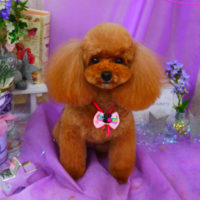 【山手店】2020年4月13日のワンちゃん達♪