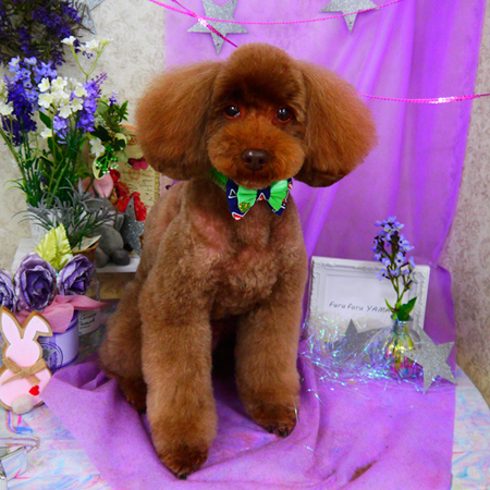 【山手店】2020年4月16日のワンちゃん達♪