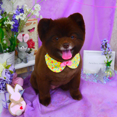 【山手店】2020年4月17日のワンちゃん達♪