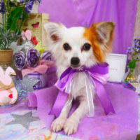 【山手店】2020年4月18日のワンちゃん達♪