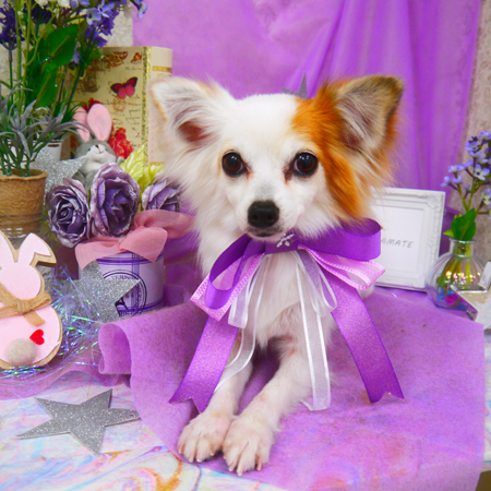 【山手店】2020年4月18日のワンちゃん達♪