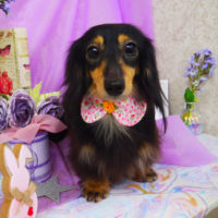 【山手店】2020年4月19日のワンちゃん達♪