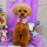 【山手店】2020年4月20日のワンちゃん達♪