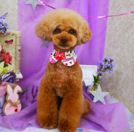 【山手店】2020年4月20日のワンちゃん達♪