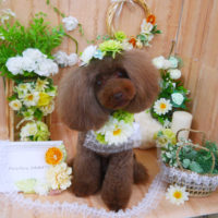 【山手店】2020年4月22日のワンちゃん達♪