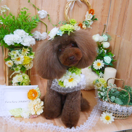 【山手店】2020年4月22日のワンちゃん達♪