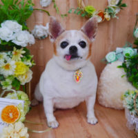 【山手店】2020年4月23日のワンちゃん達♪