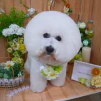 【山手店】2020年4月24日のワンちゃん達♪