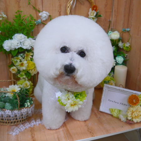 【山手店】2020年4月24日のワンちゃん達♪