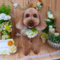 【山手店】2020年4月25日のワンちゃん達♪