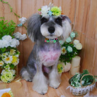 【山手店】2020年4月26日のワンちゃん達♪