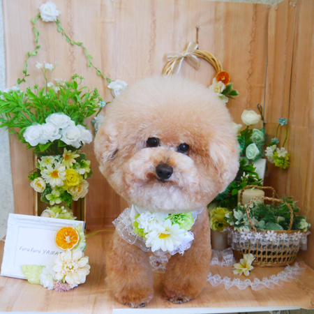 【山手店】2020年4月27日のワンちゃん達♪