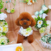 【山手店】2020年4月29日のワンちゃん達♪