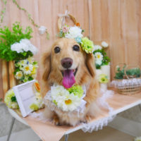 【山手店】2020年4月30日のワンちゃん達♪