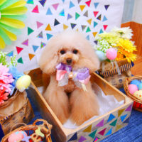 【池下店】2020年4月4日のワンちゃん達♪