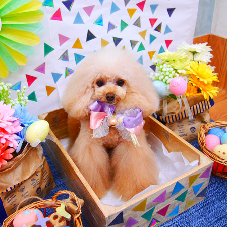 【池下店】2020年4月4日のワンちゃん達♪