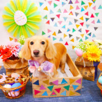 【池下店】2020年4月5日のワンちゃん達♪