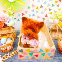 【池下店】2020年4月9日のワンちゃん達♪