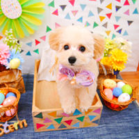 【池下店】2020年4月10日のワンちゃん達♪