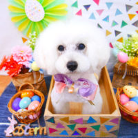 【池下店】2020年4月11日のワンちゃん達♪