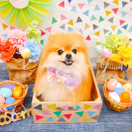 【池下店】2020年4月12日のワンちゃん達♪