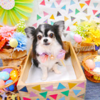 【池下店】2020年4月13日のワンちゃん達♪