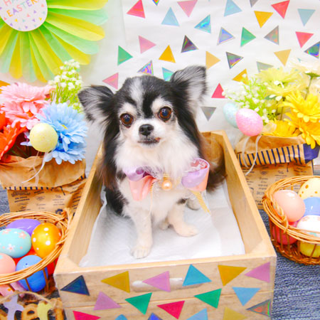 【池下店】2020年4月13日のワンちゃん達♪