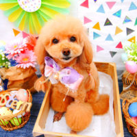 【池下店】2020年4月16日のワンちゃん達♪