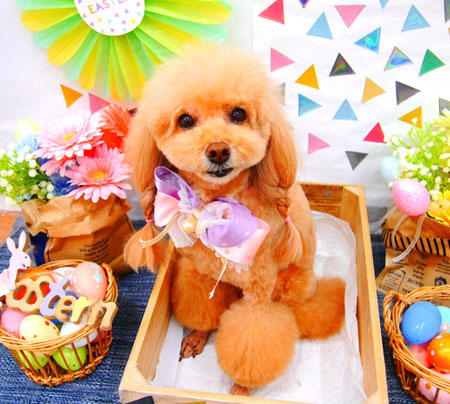 【池下店】2020年4月16日のワンちゃん達♪