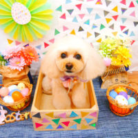 【池下店】2020年4月17日のワンちゃん達♪