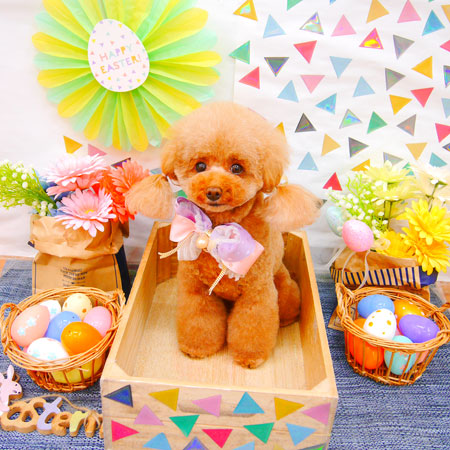 【池下店】2020年4月18日のワンちゃん達♪