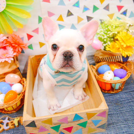 【池下店】2020年4月19日のワンちゃん達♪