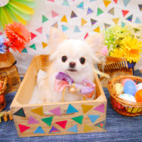 【池下店】2020年4月20日のワンちゃん達♪