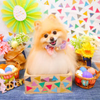 【池下店】2020年4月22日のワンちゃん達♪