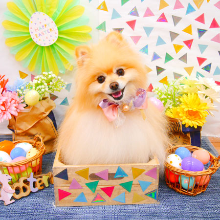 【池下店】2020年4月22日のワンちゃん達♪