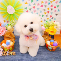 【池下店】2020年4月23日のワンちゃん達♪