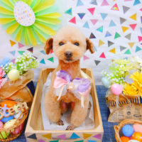 【池下店】2020年4月24日のワンちゃん達♪