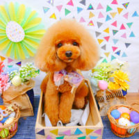 【池下店】2020年4月25日のワンちゃん達♪