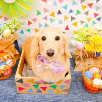 【池下店】2020年4月26日のワンちゃん達♪