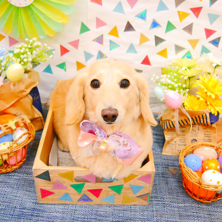 【池下店】2020年4月26日のワンちゃん達♪