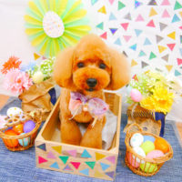 【池下店】2020年4月27日のワンちゃん達♪