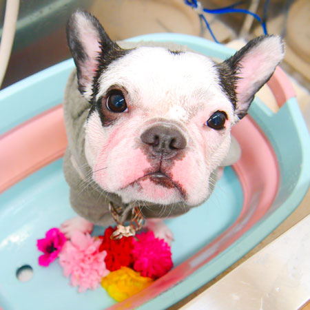 【池下店】2020年4月29日のワンちゃん達♪