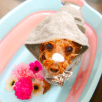 【池下店】2020年4月30日のワンちゃん達♪